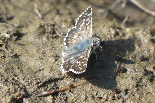 Réf. 268 466 : Pyrgus sp.